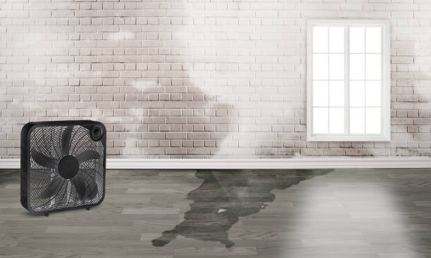Best Water damage contractors near me  in Sparks, GA